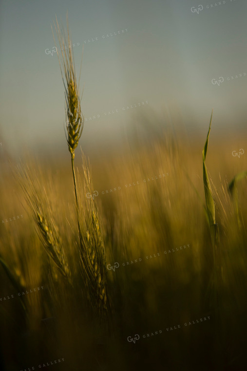 Wheat 2138