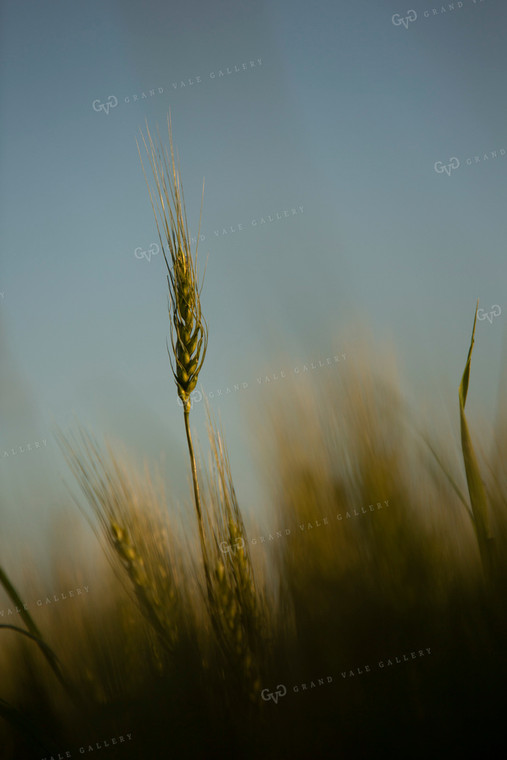 Wheat 2139