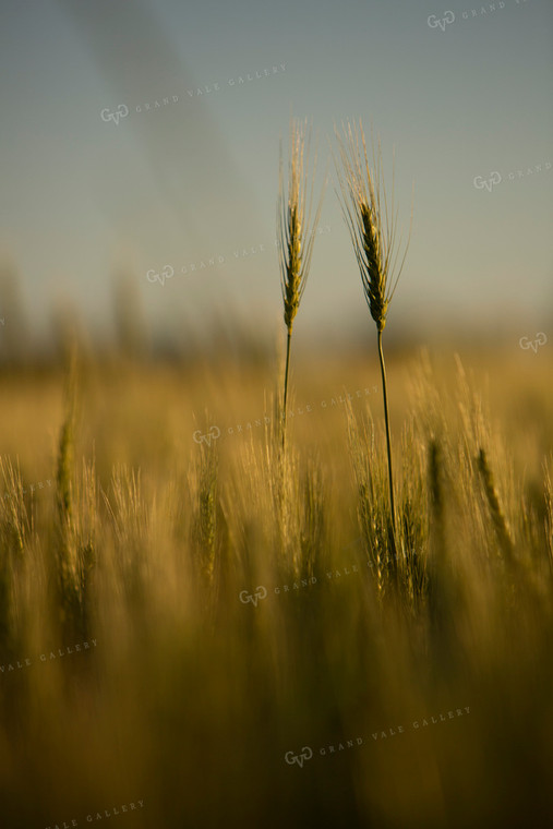 Wheat 2140