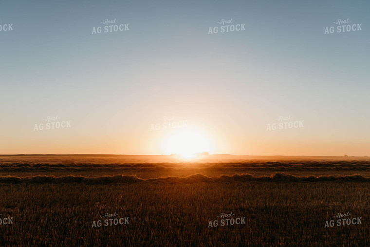 Cut Wheat Straw 152189