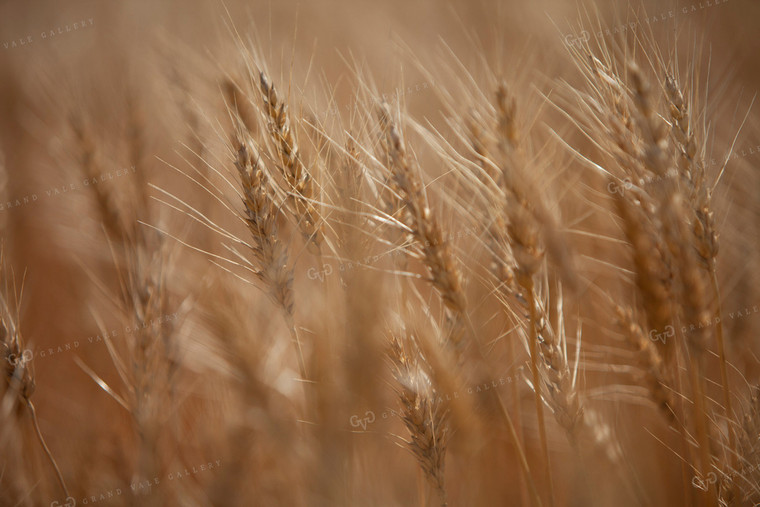 Wheat 2141
