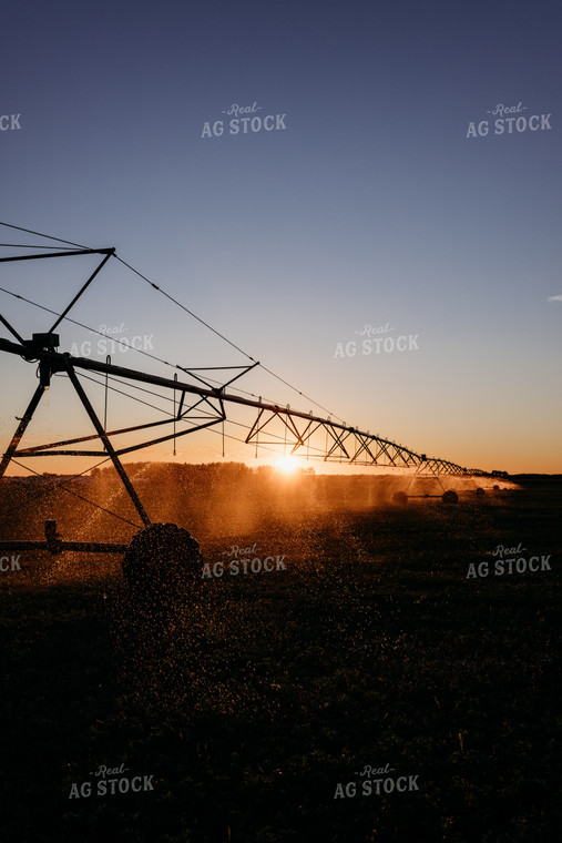 Irrigated Field 152204