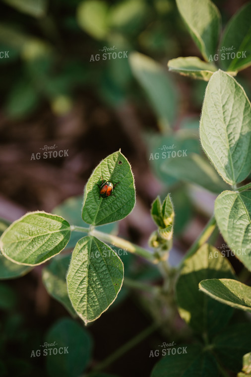 Insect on Soybean Leaf 125156