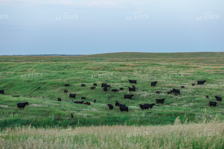 Black Angus Cattle in Pasture 123018