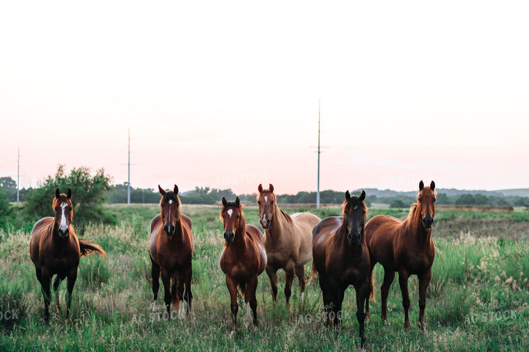 Horses 123022