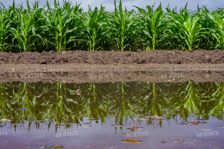 Corn by Standing Water 148007