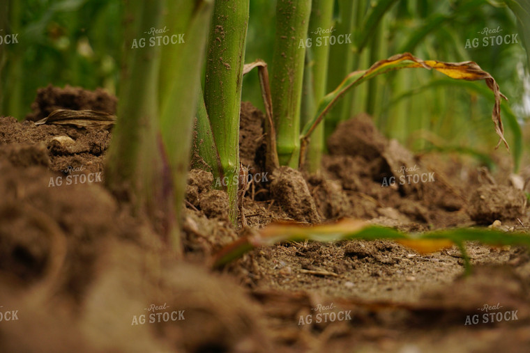 Corn Roots 148008