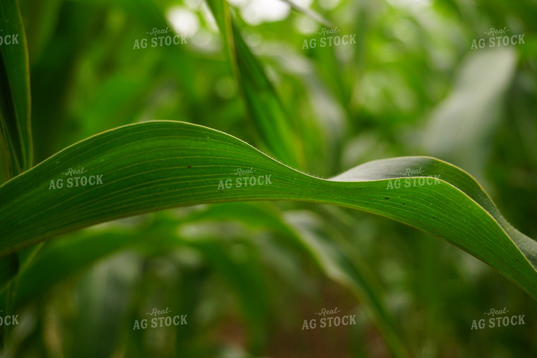 Corn Leaf 148009