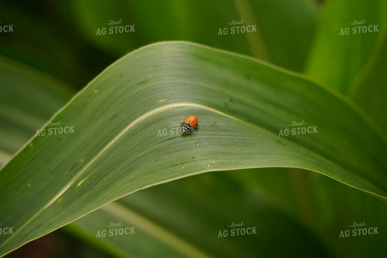 Insect on Corn Leaf 148010