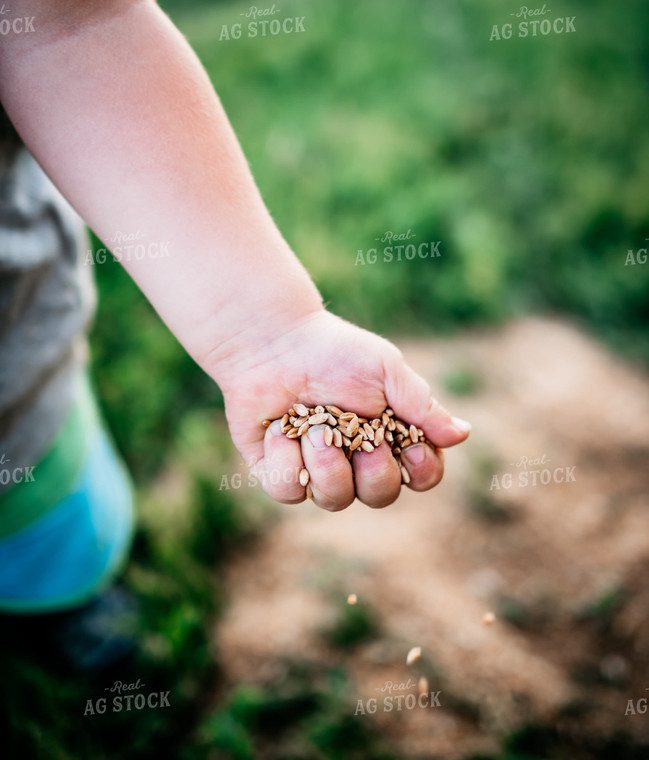 Harvested Oats in Kid's Hand 56702
