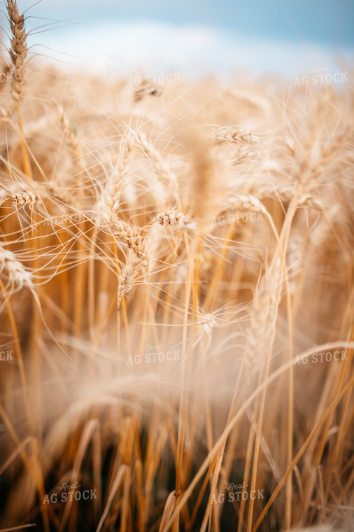 Mature Wheat 56704