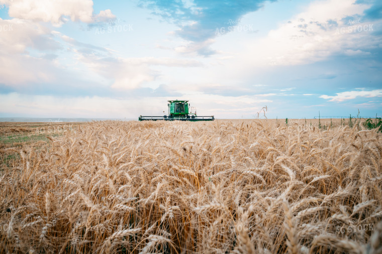 Wheat Harvest 56706