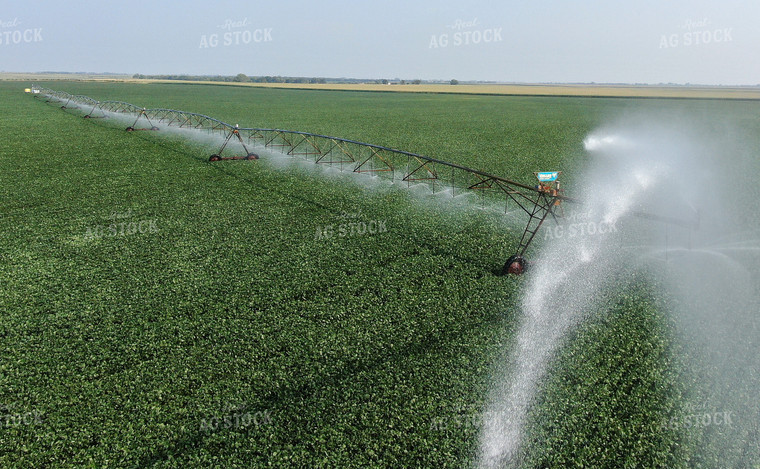 Irrigated Soybean Field 141027