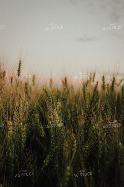 Ripening Wheat 83083