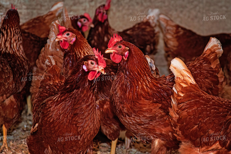 Red Cinnamon Chickens 15020