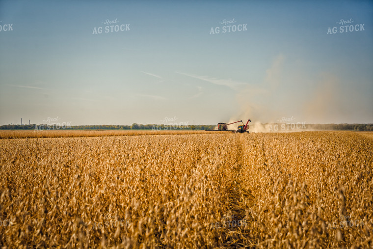 Soybean Harvest 153001
