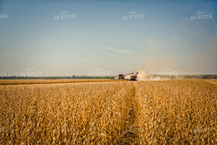 Soybean Harvest 153002