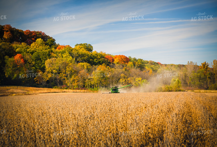 Soybean Harvest 153014