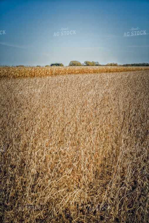 Dried Soybeans in Field 153031