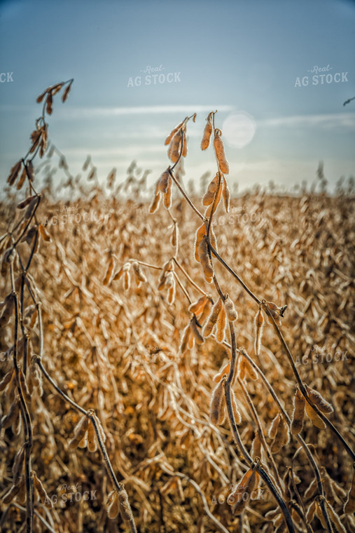 Dried Soybeans in Field 153033