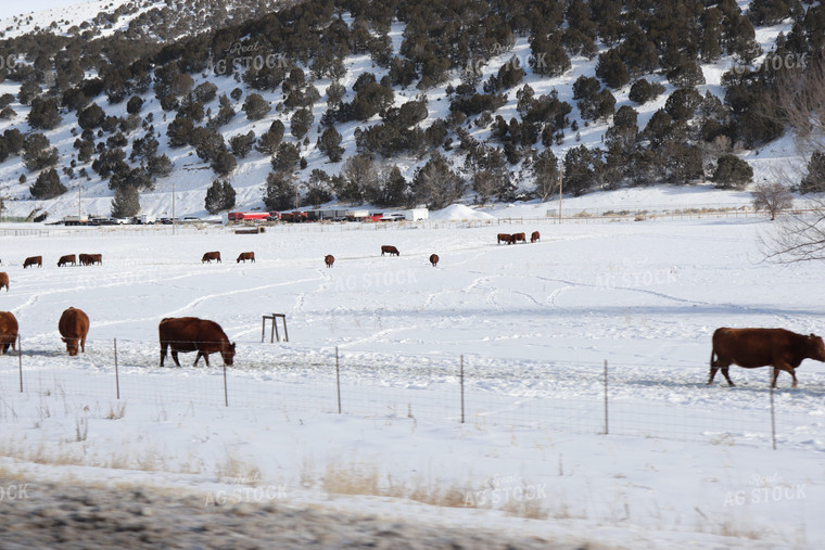 Red Angus Cattle on Snowy Pasture 102034