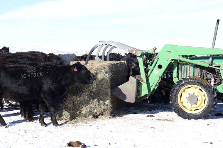 Farmer Putting Out Feed for Black Angus Cattle on Pasture 102038