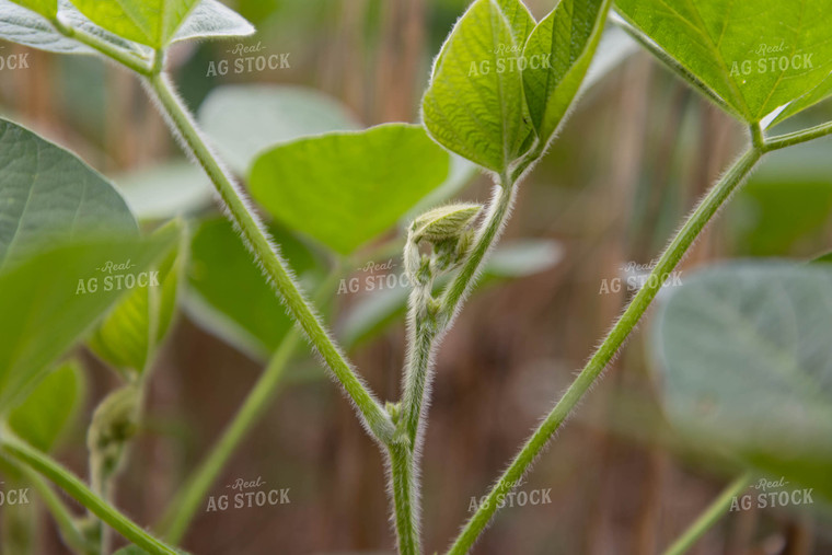 Soybean Pods 79349