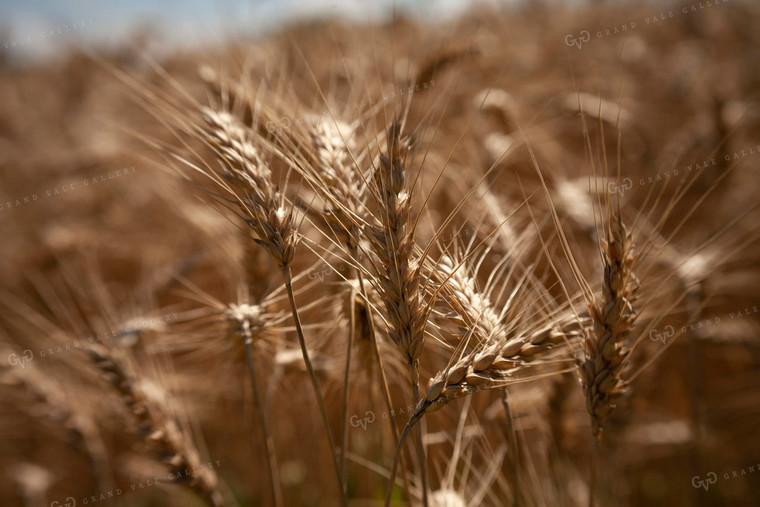Wheat 2157