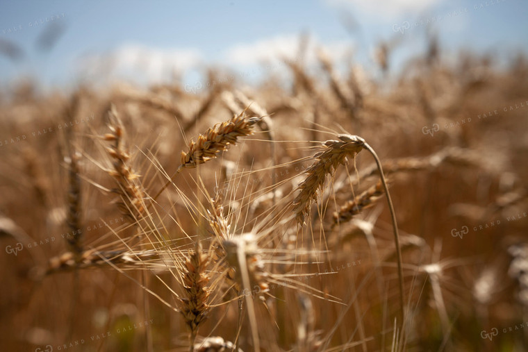 Wheat 2158