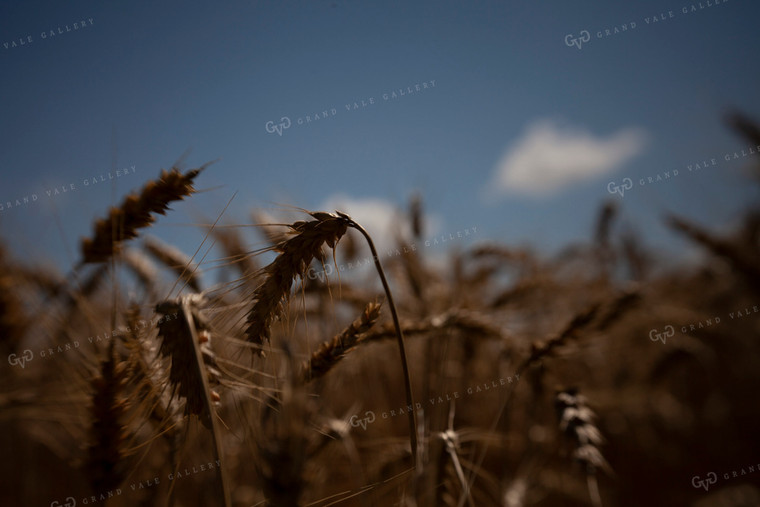 Wheat 2159