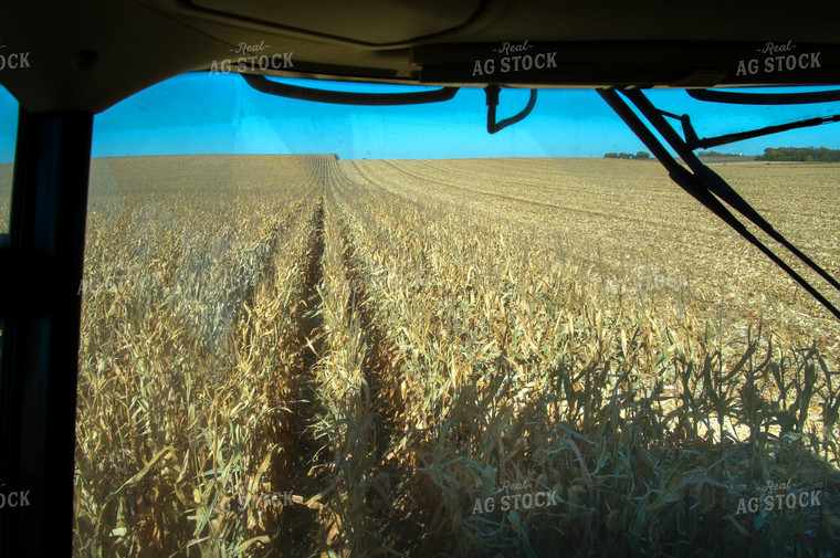 Corn Harvest 154026