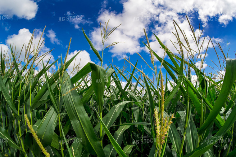 Corn Tassels 154029