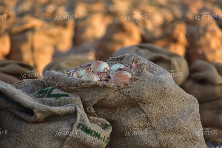 Onion Harvest 144010