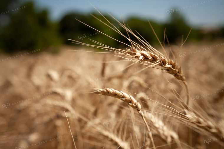 Wheat 2163