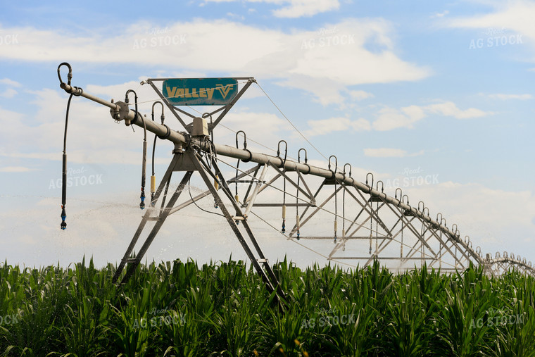 Pivot Irrigation System in Corn Field 129028