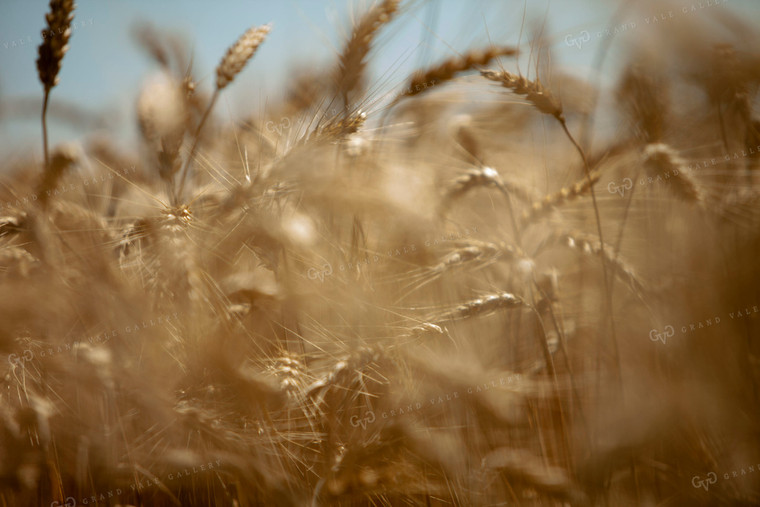 Wheat 2164