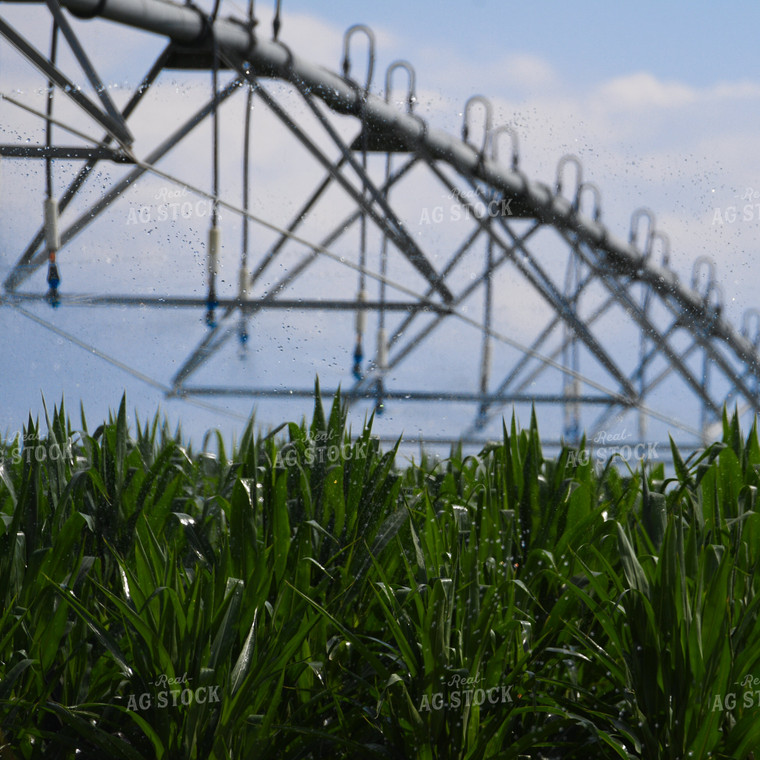 Pivot Irrigation System in Corn Field 129030