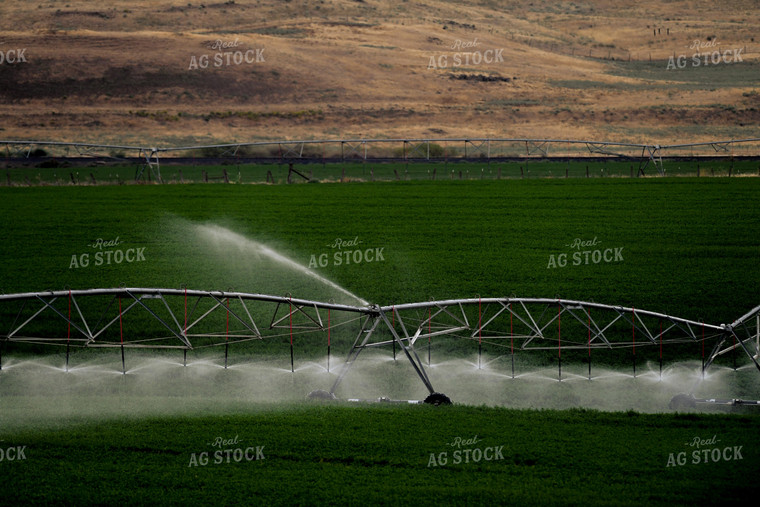 Pivot Irrigation System in Wheat Field 129032