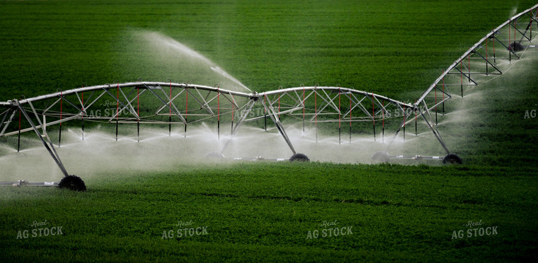 Pivot Irrigation System in Wheat Field 129033