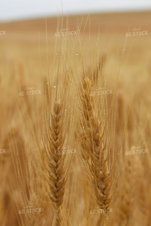 Wheat 129035