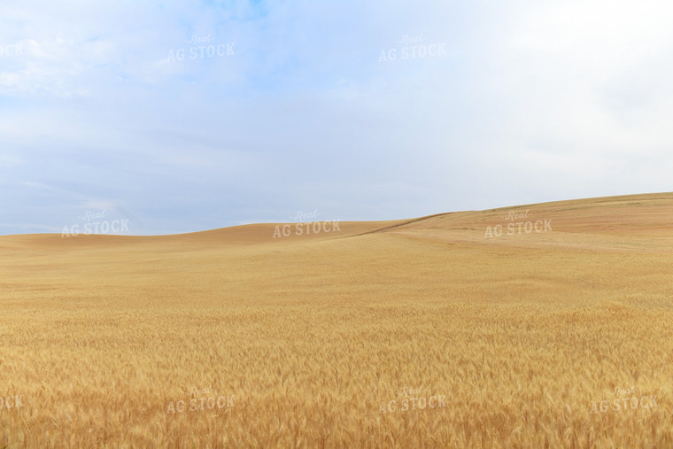 Wheat Field 129038