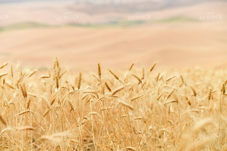 Wheat Field 129047