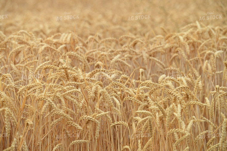 Wheat Field 129051