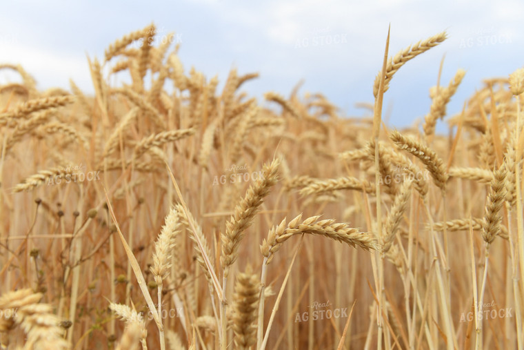 Wheat 129054