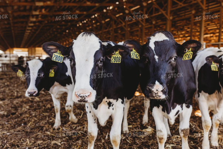 Holstein Cattle in Open Air Barn 152206