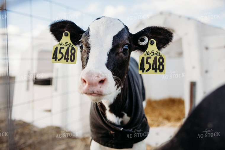 Holstein Calf in Hutch 152208