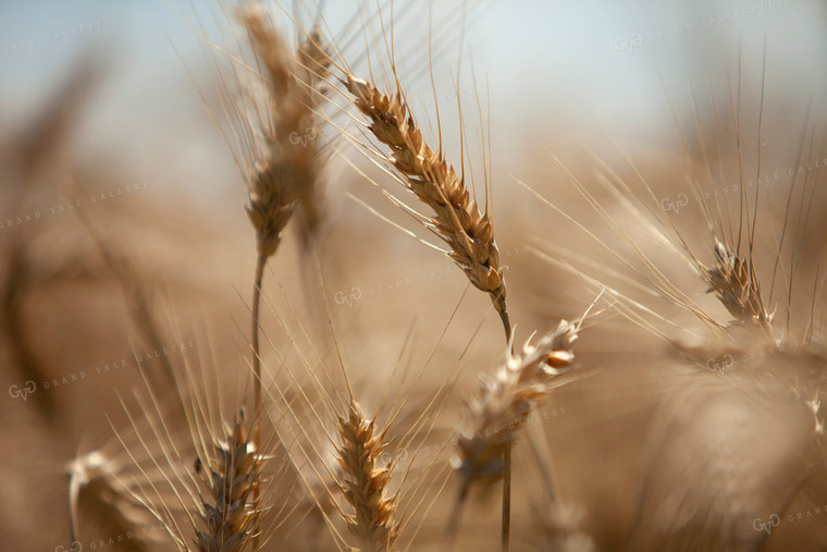 Wheat 2168