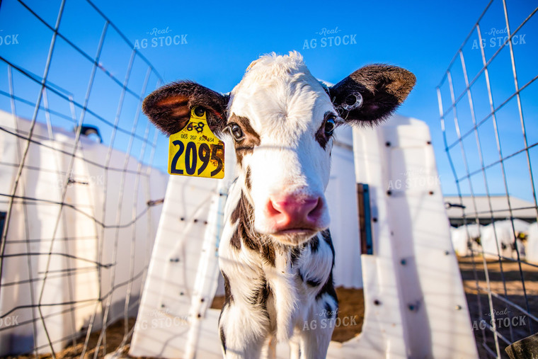 Holstein Calf in Hutch 152231