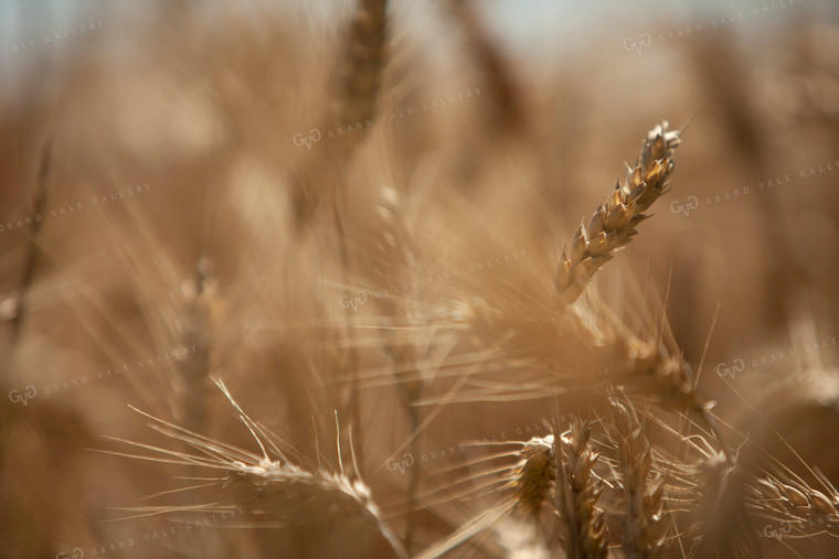 Wheat 2169