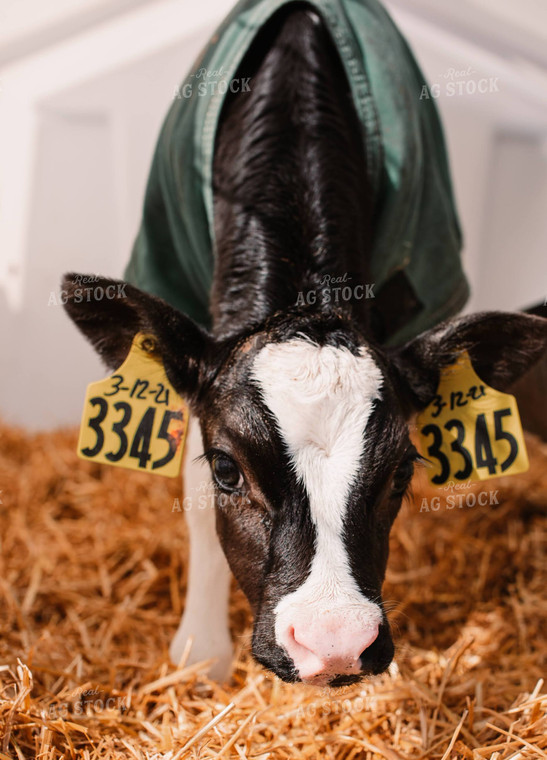 Holstein Calf in Hutch 152246